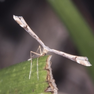 Sinpunctiptilia emissalis at Higgins, ACT - 18 Jan 2022 06:59 AM