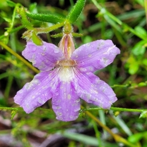 Scaevola ramosissima at Bundanoon, NSW - 18 Jan 2022 12:43 PM