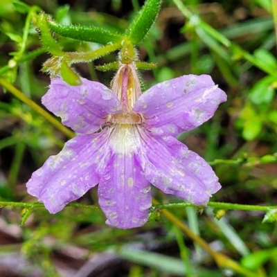 Scaevola ramosissima (Hairy Fan-flower) at Wingecarribee Local Government Area - 18 Jan 2022 by tpreston