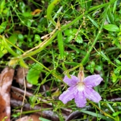 Scaevola ramosissima at Bundanoon, NSW - 18 Jan 2022