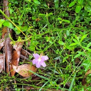 Scaevola ramosissima at Bundanoon, NSW - 18 Jan 2022 12:43 PM