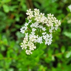 Platysace lanceolata (Shrubby Platysace) at Bundanoon - 18 Jan 2022 by trevorpreston