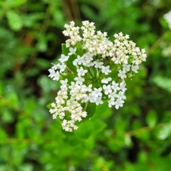 Platysace lanceolata (Shrubby Platysace) at Morton National Park - 18 Jan 2022 by tpreston