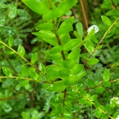 Platysace lanceolata at Bundanoon, NSW - 18 Jan 2022