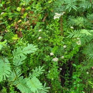 Platysace lanceolata at Bundanoon, NSW - 18 Jan 2022