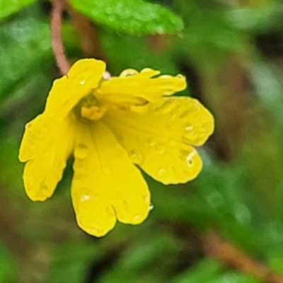 Hibbertia sp. (Guinea Flower) at Bundanoon - 18 Jan 2022 by trevorpreston