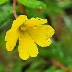 Hibbertia sp. (Guinea Flower) at Bundanoon - 18 Jan 2022 by tpreston