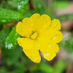 Hibbertia sp. at Bundanoon, NSW - 18 Jan 2022