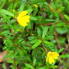 Hibbertia sp. at Bundanoon, NSW - 18 Jan 2022