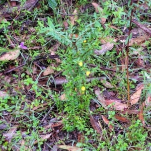 Hibbertia sp. at Bundanoon, NSW - 18 Jan 2022