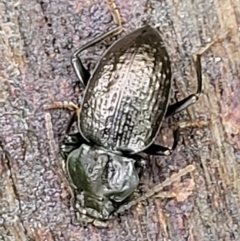 Unidentified Darkling beetle (Tenebrionidae) at Bundanoon, NSW - 18 Jan 2022 by trevorpreston