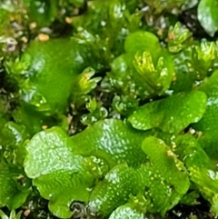 Lunularia cruciata (A thallose liverwort) at Bundanoon, NSW - 18 Jan 2022 by trevorpreston