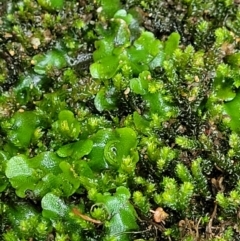 Lunularia cruciata at Bundanoon, NSW - 18 Jan 2022 01:06 PM