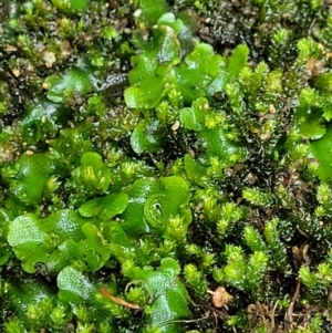 Lunularia cruciata at Bundanoon, NSW - 18 Jan 2022