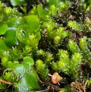 Lunularia cruciata at Bundanoon, NSW - 18 Jan 2022 01:06 PM