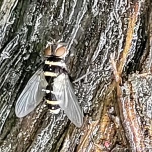 Trigonospila sp. (genus) at Bundanoon, NSW - 18 Jan 2022