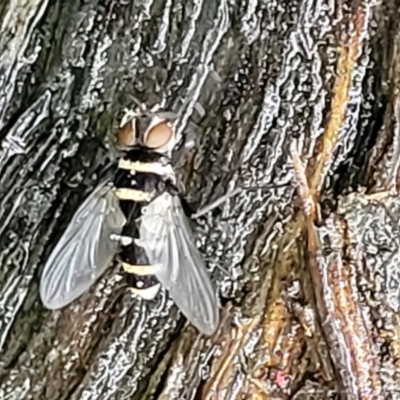 Trigonospila sp. (genus) (A Bristle Fly) at Bundanoon - 18 Jan 2022 by trevorpreston