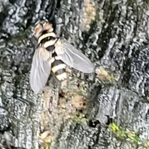 Trigonospila sp. (genus) at Bundanoon, NSW - 18 Jan 2022