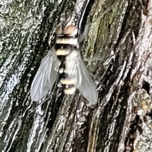 Trigonospila sp. (genus) at Bundanoon, NSW - 18 Jan 2022