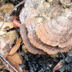 Unidentified Other fungi on wood (TBC) at Bundanoon, NSW - 18 Jan 2022 by tpreston