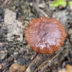 Unidentified Cap on a stem; gills below cap [mushrooms or mushroom-like] (TBC) at Bundanoon, NSW - 18 Jan 2022 by tpreston