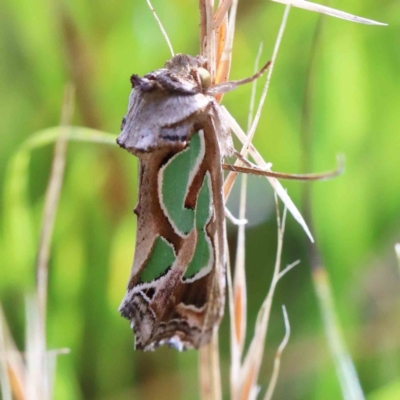 Cosmodes elegans (Green Blotched Moth) at Lake Burley Griffin West - 15 Jan 2022 by ConBoekel