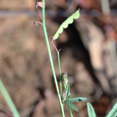Grona varians (Slender Tick-Trefoil) at Yarralumla, ACT - 16 Jan 2022 by ConBoekel