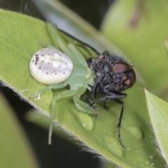 Lehtinelagia prasina (Leek-green flower spider) at Higgins, ACT - 18 Jan 2022 by AlisonMilton