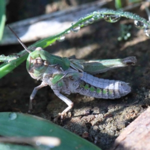 Oedaleus australis at Yarralumla, ACT - 16 Jan 2022