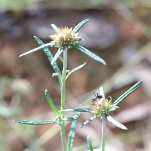 Euchiton involucratus at Yarralumla, ACT - 16 Jan 2022 08:34 AM