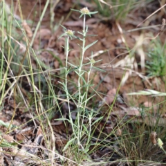 Euchiton involucratus at Yarralumla, ACT - 16 Jan 2022