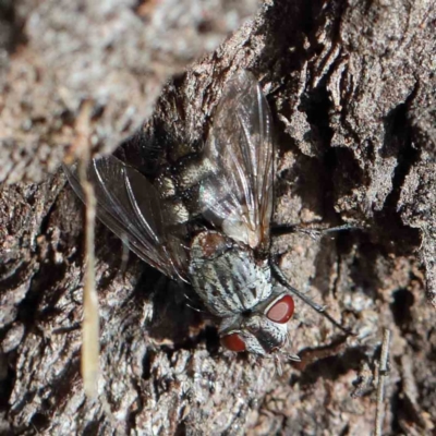 Unverified True fly (Diptera) at Yarralumla, ACT - 16 Jan 2022 by ConBoekel