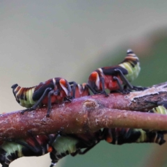 Eurymeloides punctata (Gumtree hopper) at Lake Burley Griffin West - 15 Jan 2022 by ConBoekel