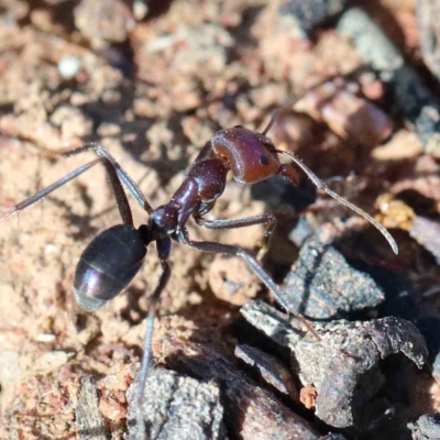 Iridomyrmex purpureus (Meat Ant) at Blue Gum Point to Attunga Bay - 16 Jan 2022 by ConBoekel