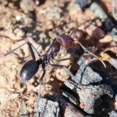 Iridomyrmex purpureus (Meat Ant) at Blue Gum Point to Attunga Bay - 15 Jan 2022 by ConBoekel