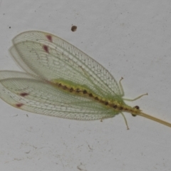 Norfolius howensis (Diamond-banded Nymphid) at Higgins, ACT - 14 Jan 2022 by AlisonMilton