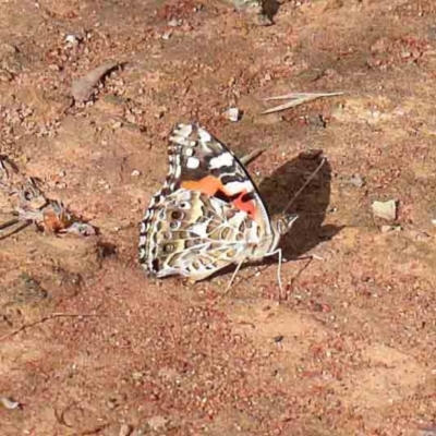 Vanessa kershawi (Australian Painted Lady) at Yarralumla, ACT - 16 Jan 2022 by ConBoekel