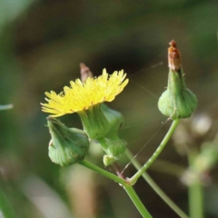 Sonchus oleraceus (Annual Sowthistle) at Lake Burley Griffin West - 15 Jan 2022 by ConBoekel