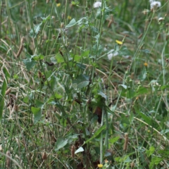 Sonchus oleraceus at Yarralumla, ACT - 16 Jan 2022