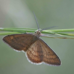 Scopula rubraria (Reddish Wave, Plantain Moth) at Lake Burley Griffin West - 15 Jan 2022 by ConBoekel