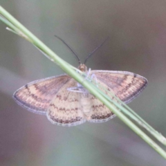 Scopula rubraria at Yarralumla, ACT - 16 Jan 2022