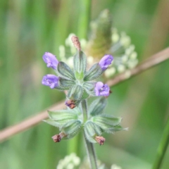 Salvia verbenaca var. verbenaca (Wild Sage) at Yarralumla, ACT - 16 Jan 2022 by ConBoekel