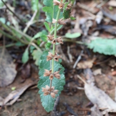 Salvia verbenaca var. verbenaca at Yarralumla, ACT - 16 Jan 2022