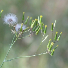 Senecio quadridentatus (Cotton Fireweed) at Lake Burley Griffin West - 15 Jan 2022 by ConBoekel