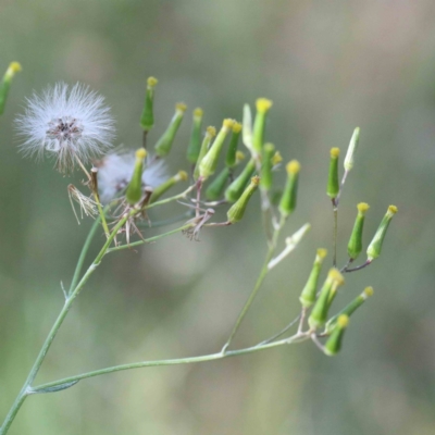 Senecio quadridentatus (Cotton Fireweed) at Yarralumla, ACT - 16 Jan 2022 by ConBoekel