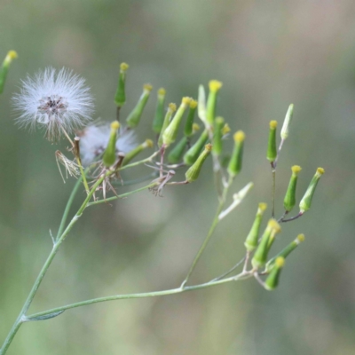 Senecio quadridentatus (Cotton Fireweed) at Blue Gum Point to Attunga Bay - 15 Jan 2022 by ConBoekel