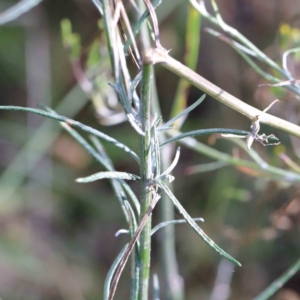 Senecio quadridentatus at Yarralumla, ACT - 16 Jan 2022