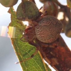 Cyclosa fuliginata (species-group) (An orb weaving spider) at Yarralumla, ACT - 15 Jan 2022 by ConBoekel