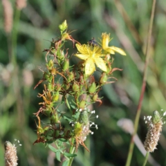 Hypericum perforatum (St John's Wort) at Lake Burley Griffin West - 15 Jan 2022 by ConBoekel