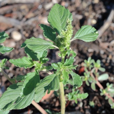 Amaranthus sp. (Amaranth) at Yarralumla, ACT - 16 Jan 2022 by ConBoekel